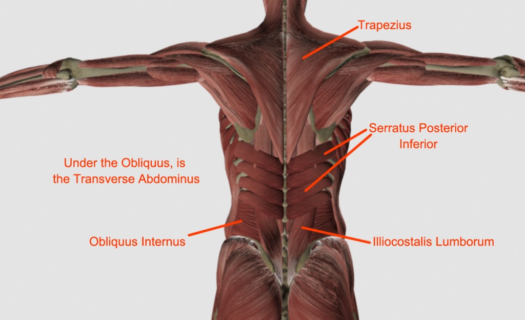 InjuryBack2