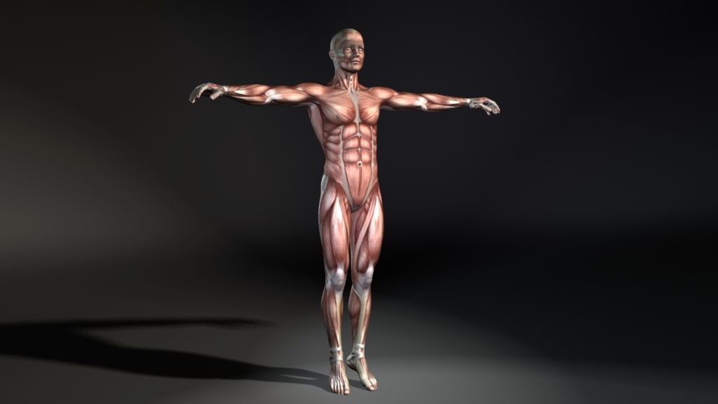 muscleMan