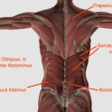InjuryBack2
