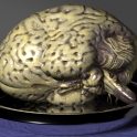 brain_001