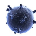 microvirus