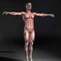 muscleMan